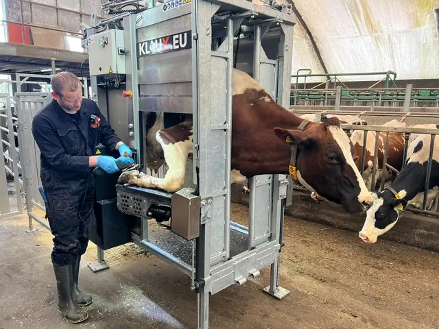 Klauwverzorger aan het werk bij een Klaux-klauwbekapbox in een koeienstal